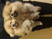 Erkek ve Dişi Pomeranian Yavrular