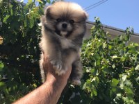 Pomeranian boo köpeğimiz