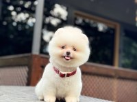 Sağlık Ve Irk Garantili Pomeranian