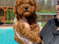 Red Brown Toy Poodle Yavruları İstanbul
