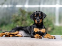 Avrupa king Doberman yavruları ruhsatlı çiftlikten