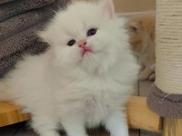 Full secereli british longhair bebekler