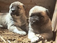 ORJİNAL KANGAL KÖPEĞİ YAVRULAR