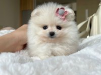 Pomeranian Yavrularımız İçin Arayabilirsiniz