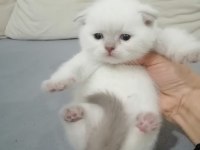 Çok tatlı çocuklarla arası çok iyi scottish fold