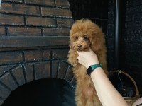 Red toy poodle