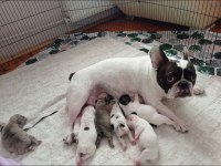 Fransız bulldog bebekler