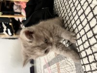 Yavru British Longhair