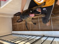 Aşıları tam malinois