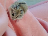 Gonzales yavru hamster