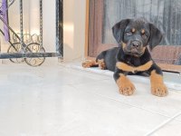 Rottweiler yavru