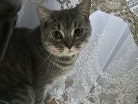 British Shorthair Kedimizi Ücretsiz Sahiplendirme