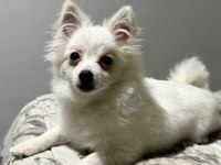 Pomeranian uygun 2.5 aylık