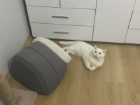 1 yaşında erkek british shorthair