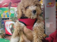 2 Aylık Maltipoo