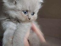 Birbirinden Kaliteli British Shorthair Yavrular