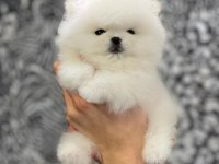 TEDDY BEAR POMERANİAN YAVRULARI