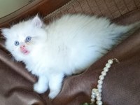 RENGARENK CHİNCHİLLA KEDİSİ