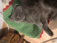 10 aylık dişi british shorthair kısırlaştırılmış