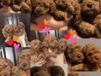 Orjinal cins toy poodle aciliyetli