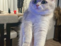 Ay12 dişi şampiyon (anne baba) safkan british shorthair