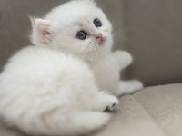 British Shorthair Beyaz Golden Point