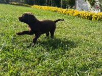 Çikolata Labrador Irk garantili Sevimli Yavrular