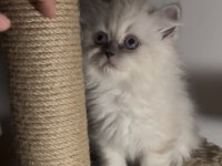 British longhair blue point dişi erkek