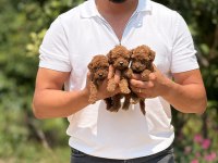 Teacup Korea Poodle Aşılı Eğitimli