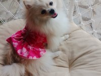 1,5 yaşında pomeranian yavrumu sahiplendiriyorum dişi uygun