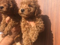 Toy Poodle Yavrularımız