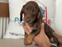Petmode köpek çiftliğinden dacshund yavrumuz