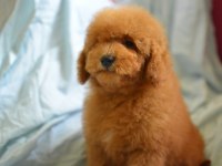 MALTİPOO YİNE ÇOK İDDİALIYIZ