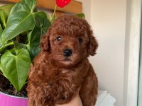Toy Poodle 2 Aylık Yavrumuz