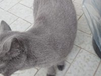 1 yaşında dişi british shorthair