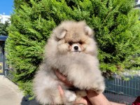 Minik Pomeranian Ayıcık Yeni Ailesini Beklemektedir