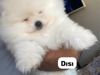 4 farklı dişi erkek pomeranian yavrular