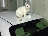 British shorthair kedim bulut