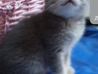 En güzelleri british longhair