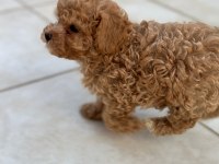 Teacup apricot toy poodle