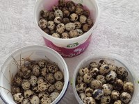 KULUÇKALIK BILDIRCIN YUMURTASI