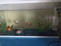 Satılık yetişkin sağlıklı Japon oranda balıkları