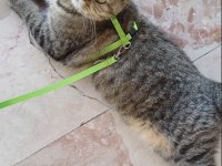 British Shorthair 6 Yaşında