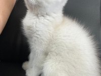 British Shorthair 2 Aylık Erkek