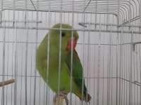 3 AYLIK EL BESLEME FULL EVCİL PAKİSTAN ÇOK UYSAL AKILLI