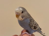 Yavru Muhabbet Kuşu
