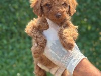 Toy poodle minik şekerler