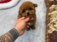 Kore toy poodle