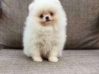 Pomeranian boo köpeğimiz orjinal
