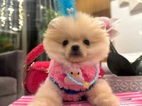 Evinize mutluluk getirecek minicik yavru köpekler